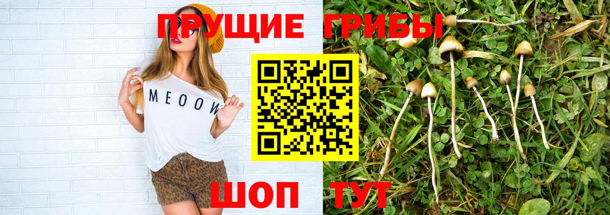 Галлюциногенные грибы Cubensis Балахна
